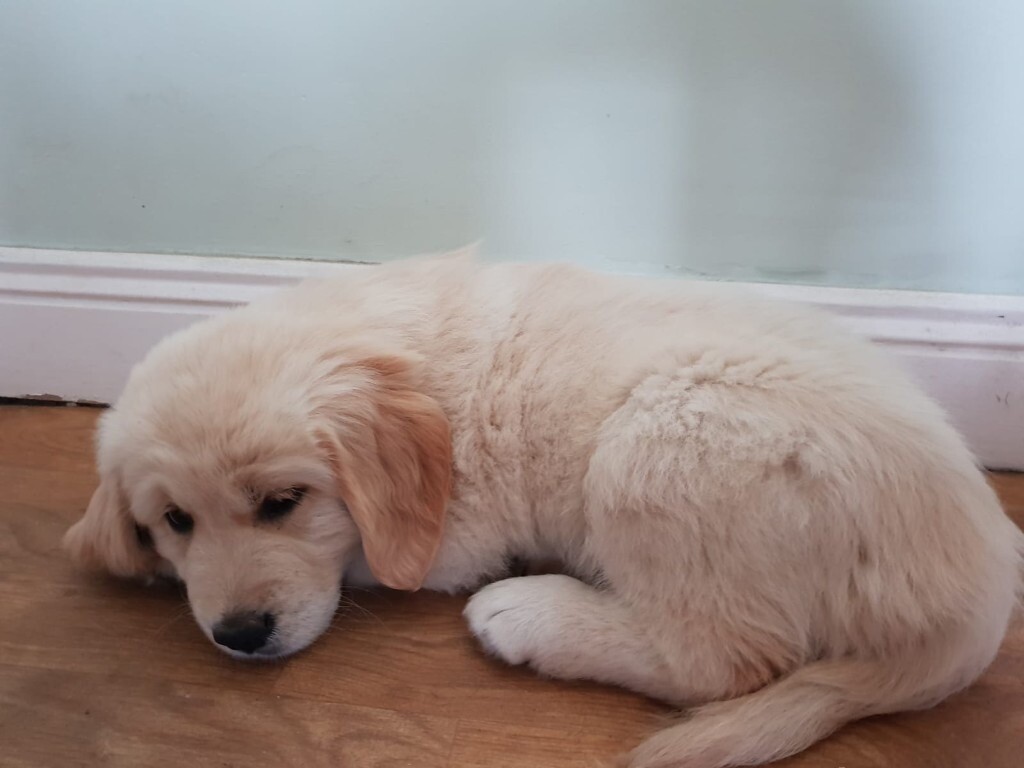 gumtree golden retriever for sale
